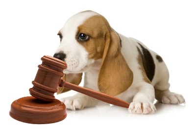 בעלות ואחריות