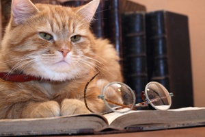 סכסוכי שכנים