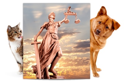 בעלות ואחריות