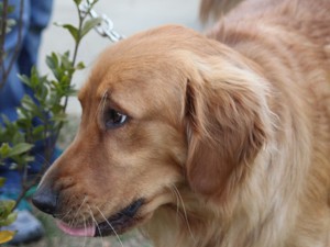 עניינים מנהליים