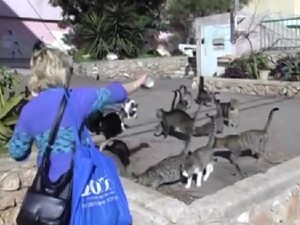 עניינים מנהליים